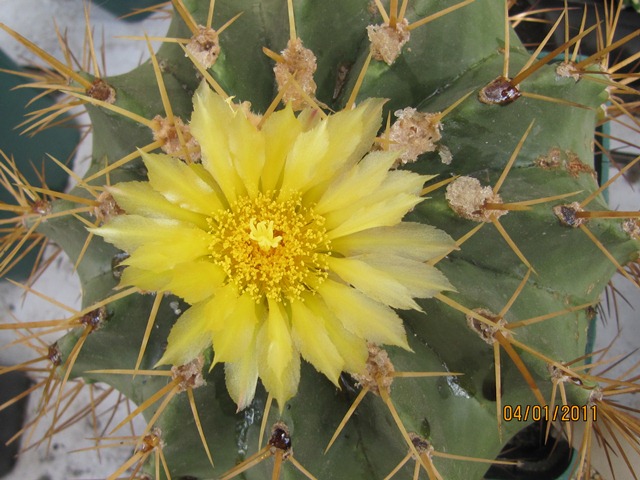 [Foto de planta, jardin, jardineria]