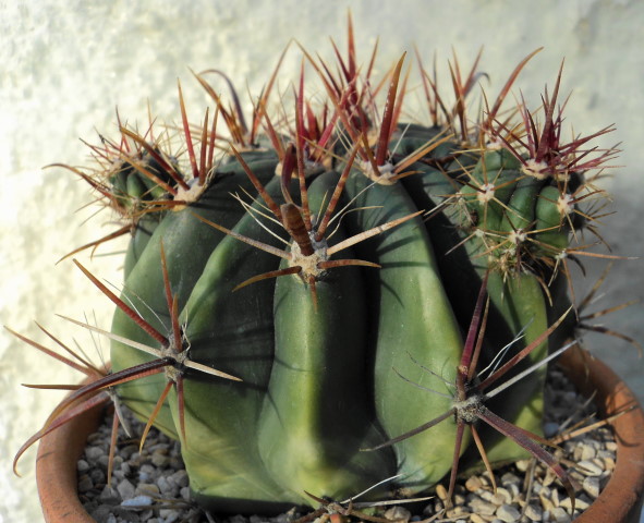 [Foto de planta, jardin, jardineria]