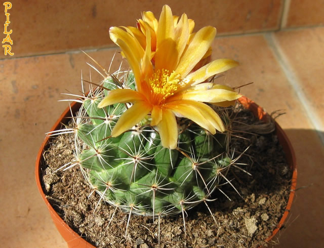 [Foto de planta, jardin, jardineria]