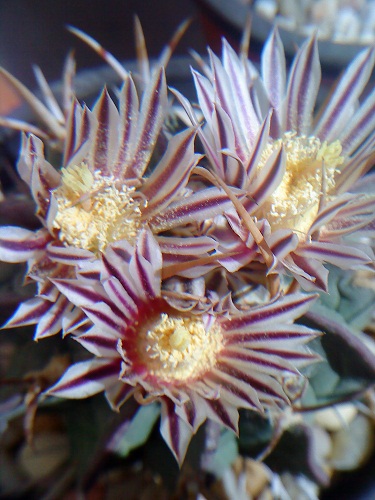 [Foto de planta, jardin, jardineria]