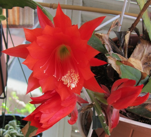 [Foto de planta, jardin, jardineria]