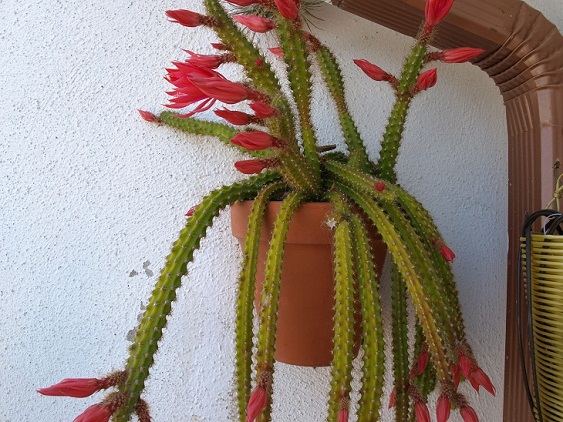 [Foto de planta, jardin, jardineria]