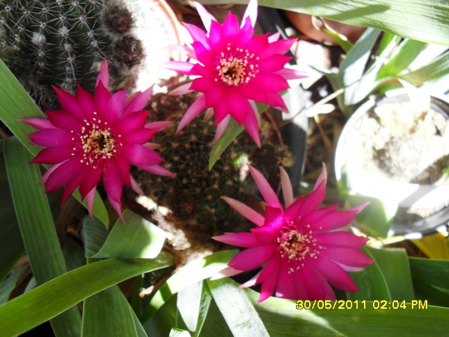 [Foto de planta, jardin, jardineria]