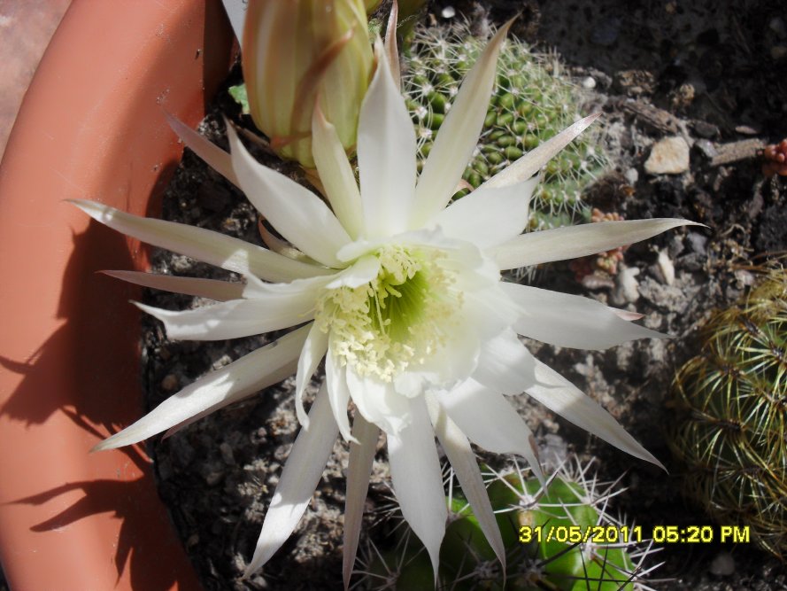 [Foto de planta, jardin, jardineria]