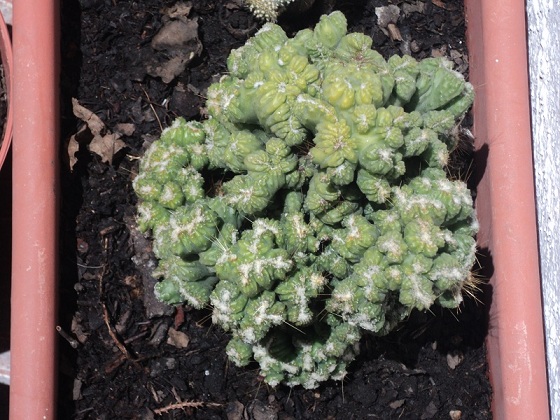 [Foto de planta, jardin, jardineria]