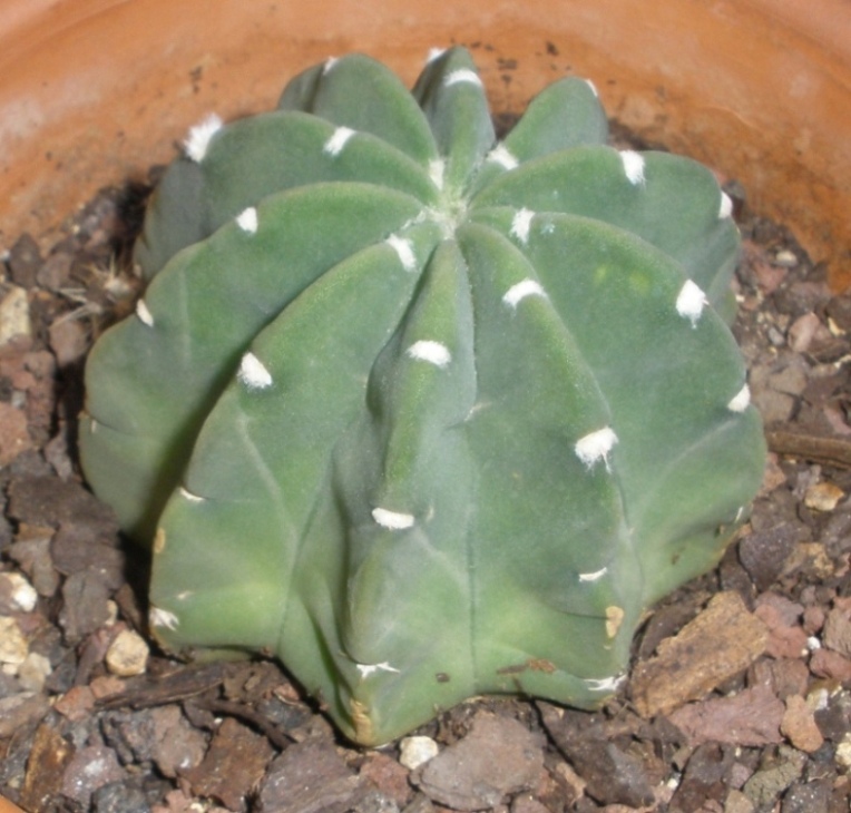 [Foto de planta, jardin, jardineria]