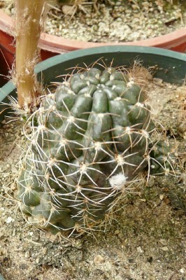 [Foto de planta, jardin, jardineria]