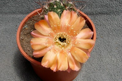 [Foto de planta, jardin, jardineria]