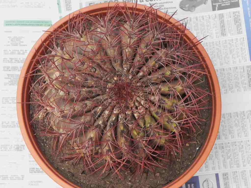 [Foto de planta, jardin, jardineria]