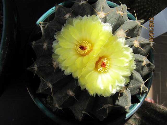 [Foto de planta, jardin, jardineria]