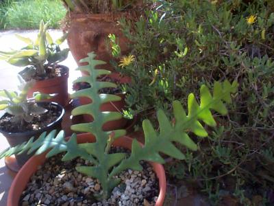 [Foto de planta, jardin, jardineria]