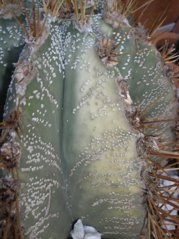 [Foto de planta, jardin, jardineria]