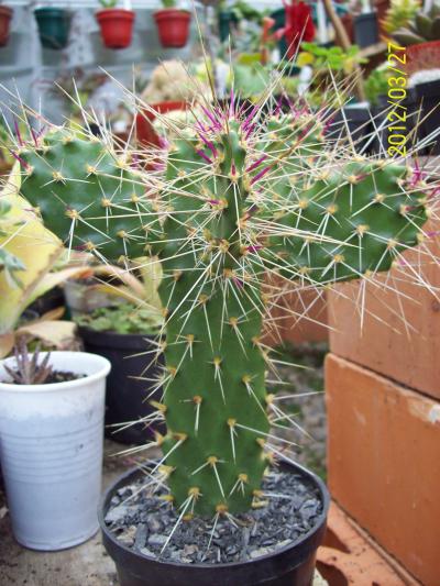 [Foto de planta, jardin, jardineria]