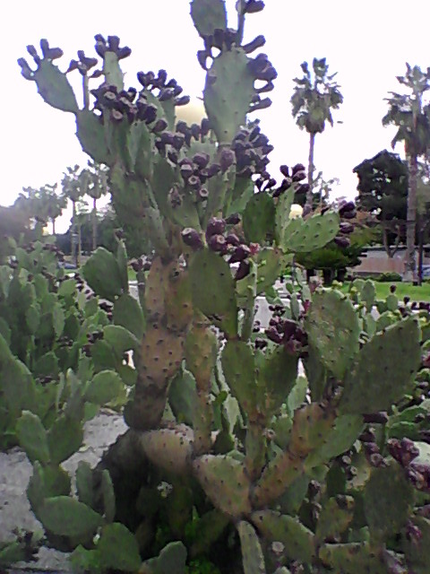 [Foto de planta, jardin, jardineria]