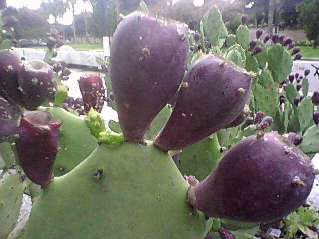 [Foto de planta, jardin, jardineria]