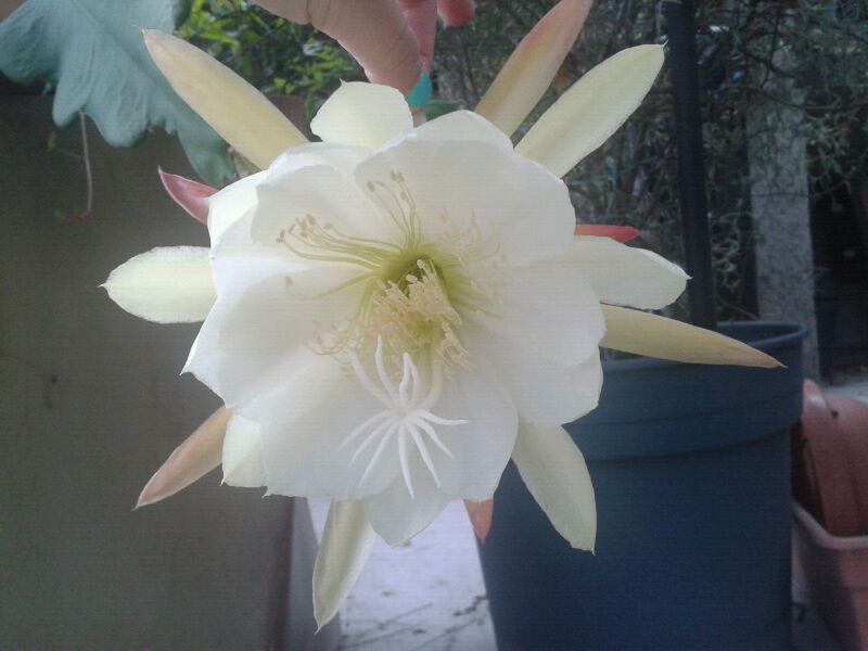 [Foto de planta, jardin, jardineria]