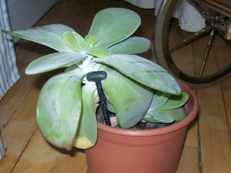 [Foto de planta, jardin, jardineria]