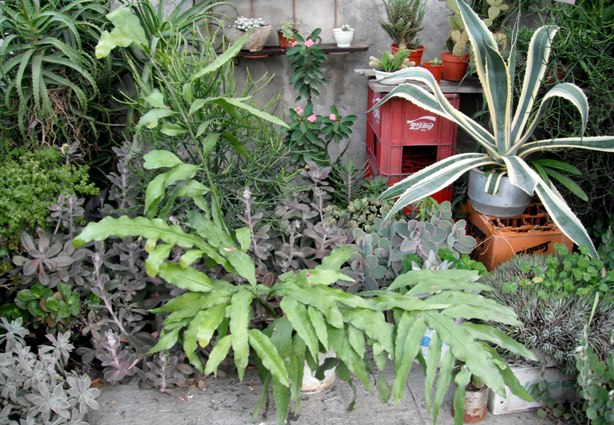 [Foto de planta, jardin, jardineria]