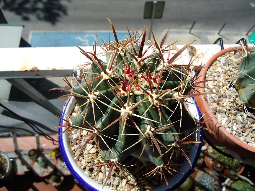 [Foto de planta, jardin, jardineria]