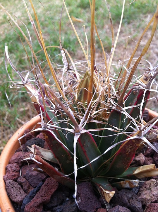 [Foto de planta, jardin, jardineria]