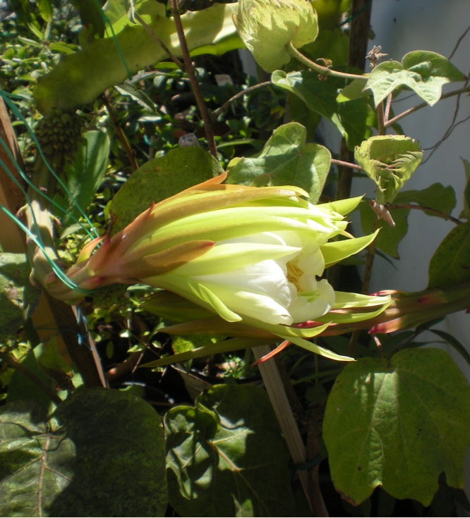 [Foto de planta, jardin, jardineria]