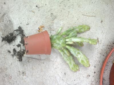 [Foto de planta, jardin, jardineria]