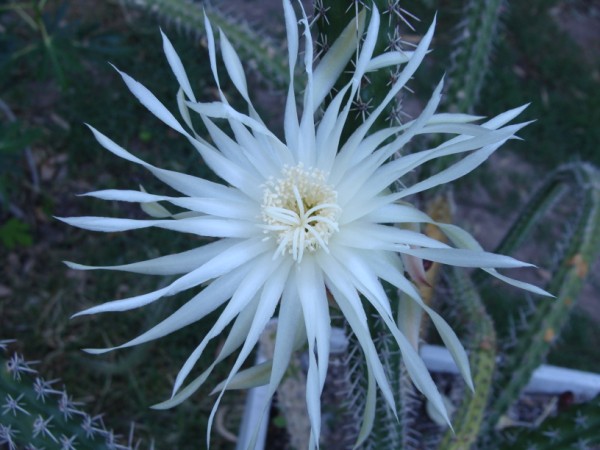 [Foto de planta, jardin, jardineria]