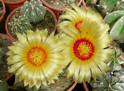 [Foto de planta, jardin, jardineria]