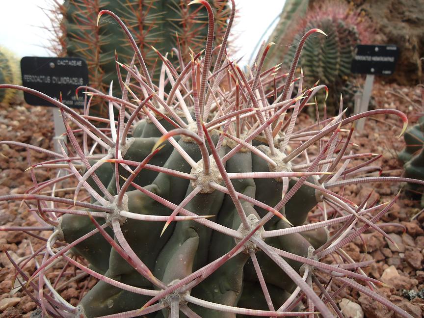 [Foto de planta, jardin, jardineria]