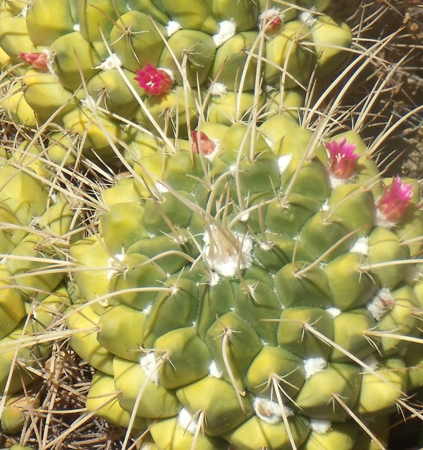 [Foto de planta, jardin, jardineria]