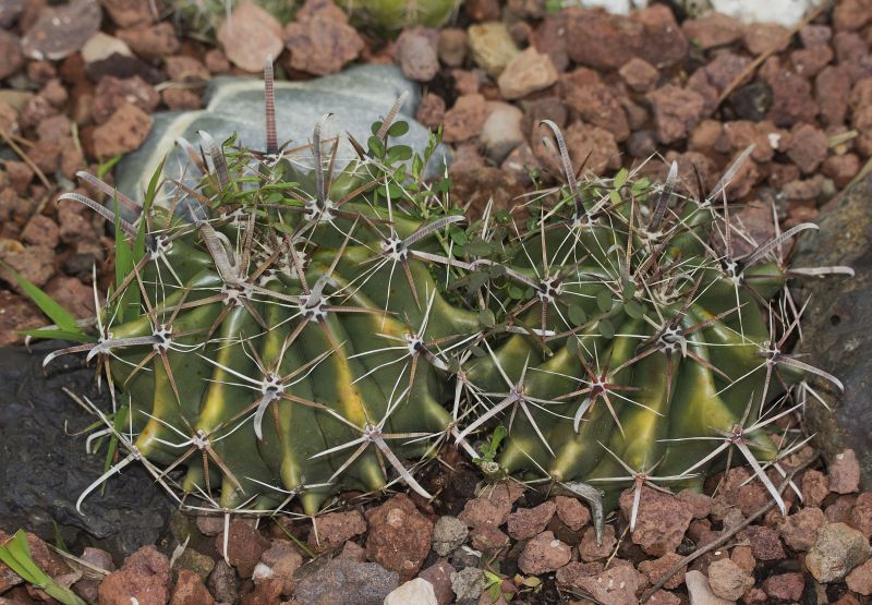 [Foto de planta, jardin, jardineria]