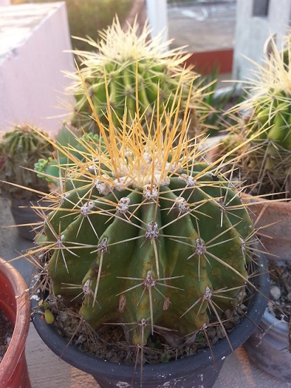 [Foto de planta, jardin, jardineria]
