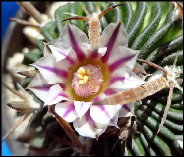 [Foto de planta, jardin, jardineria]