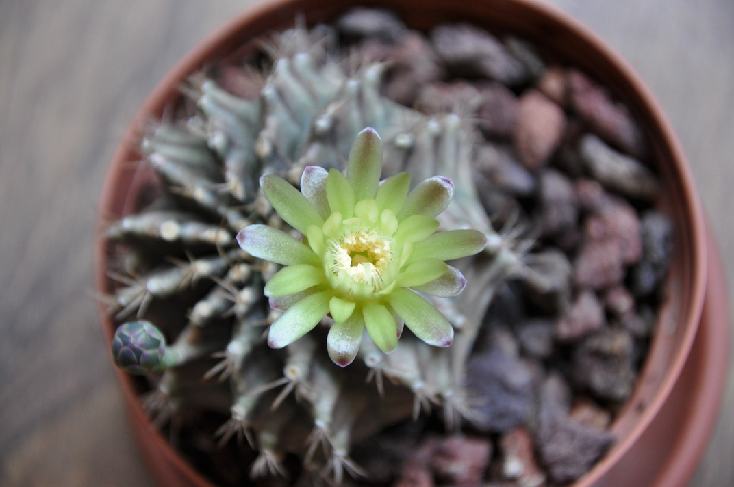 [Foto de planta, jardin, jardineria]