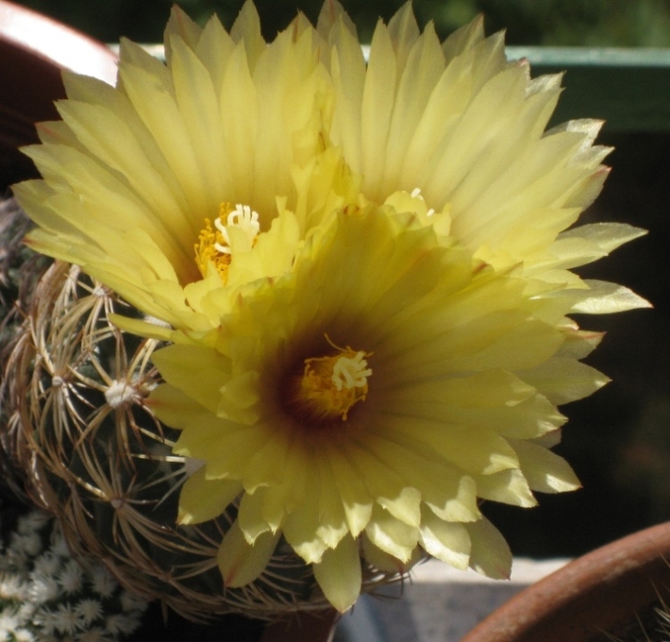 [Foto de planta, jardin, jardineria]