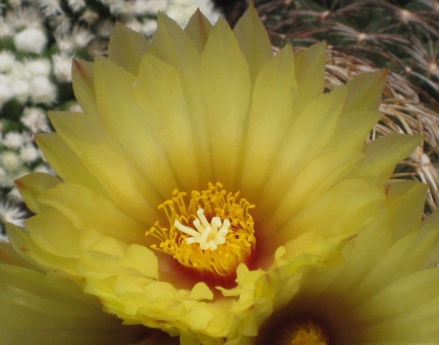 [Foto de planta, jardin, jardineria]