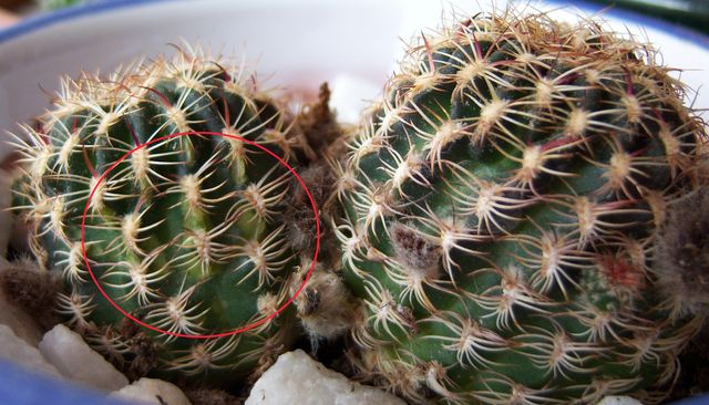 [Foto de planta, jardin, jardineria]