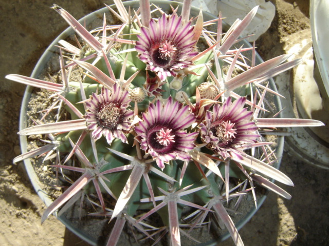 [Foto de planta, jardin, jardineria]