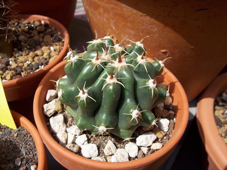 [Foto de planta, jardin, jardineria]