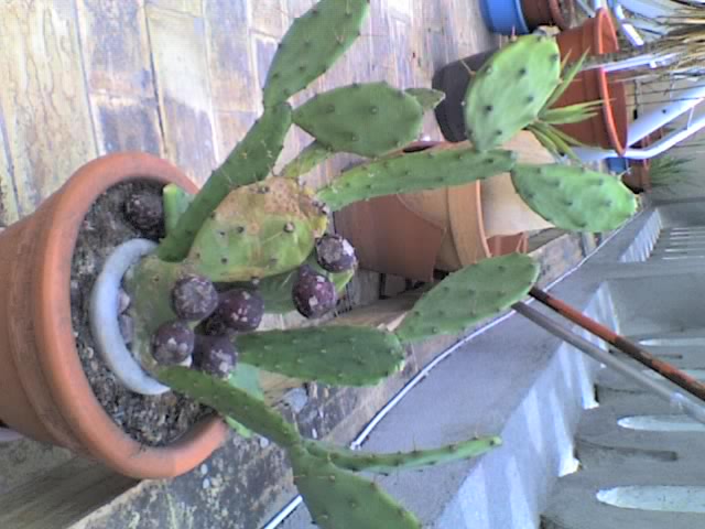 [Foto de planta, jardin, jardineria]