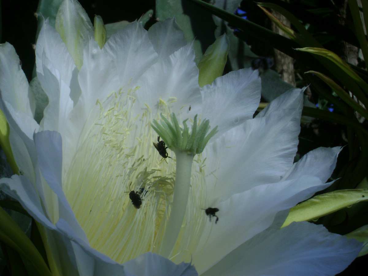 [Foto de planta, jardin, jardineria]