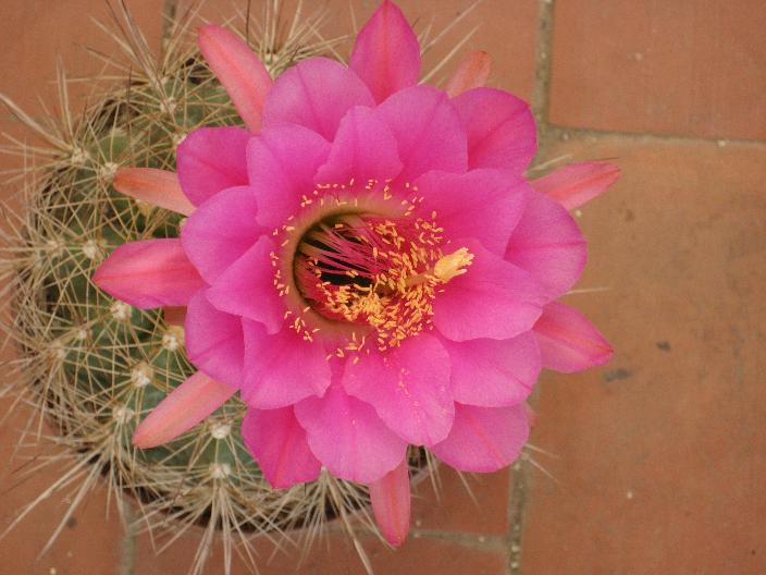 [Foto de planta, jardin, jardineria]