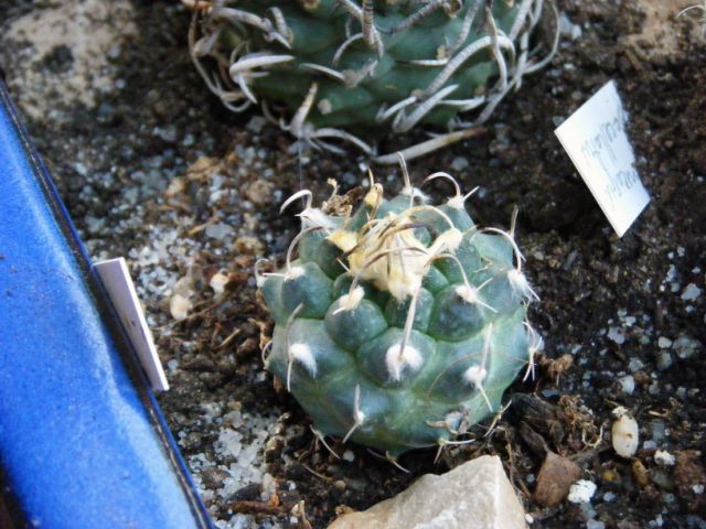 [Foto de planta, jardin, jardineria]