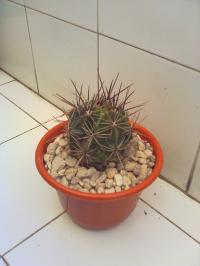 [Foto de planta, jardin, jardineria]