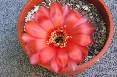 [Foto de planta, jardin, jardineria]