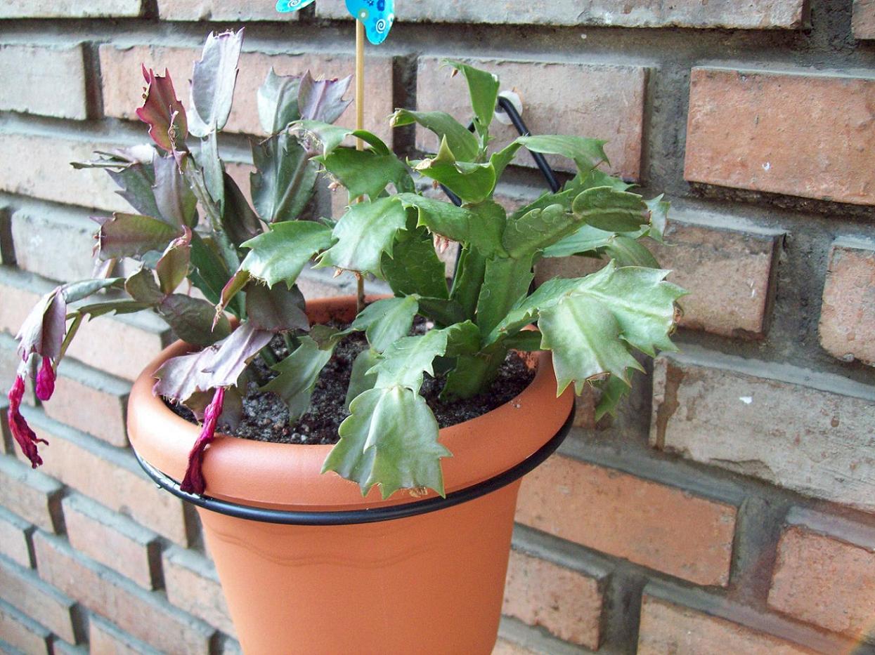 [Foto de planta, jardin, jardineria]