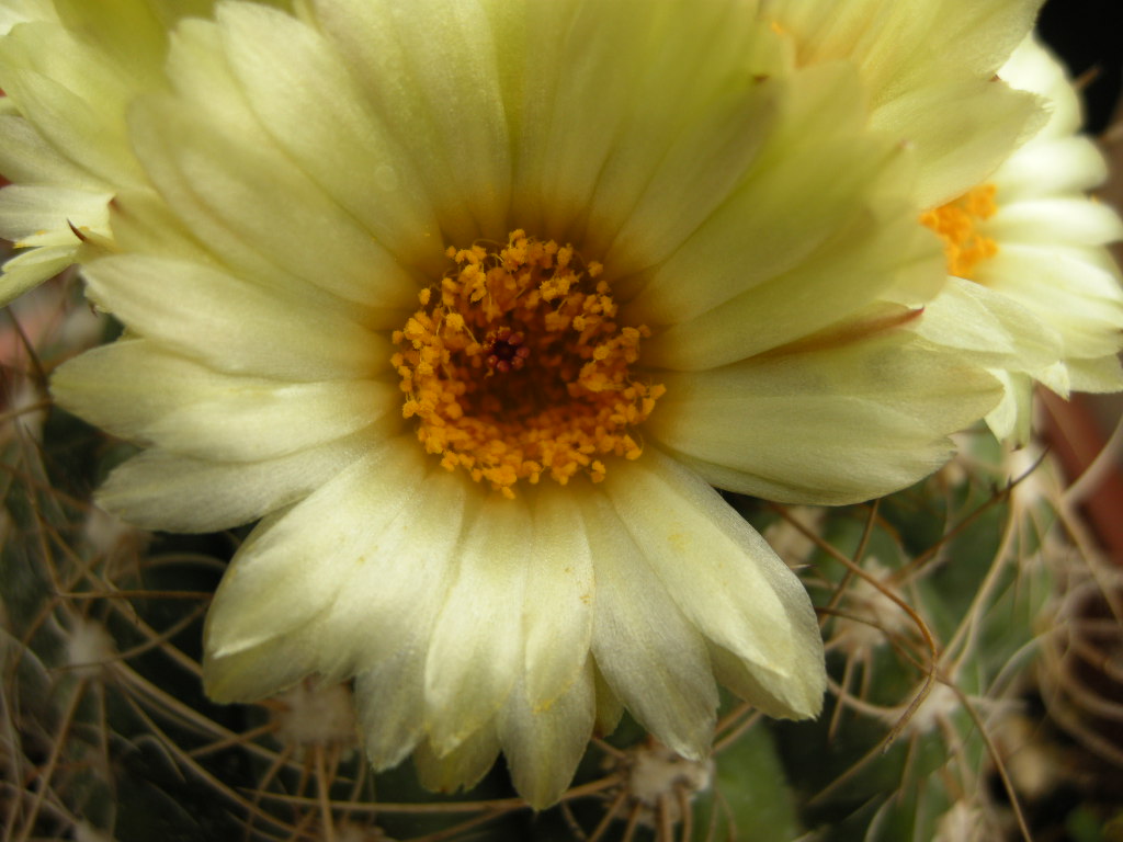 [Foto de planta, jardin, jardineria]