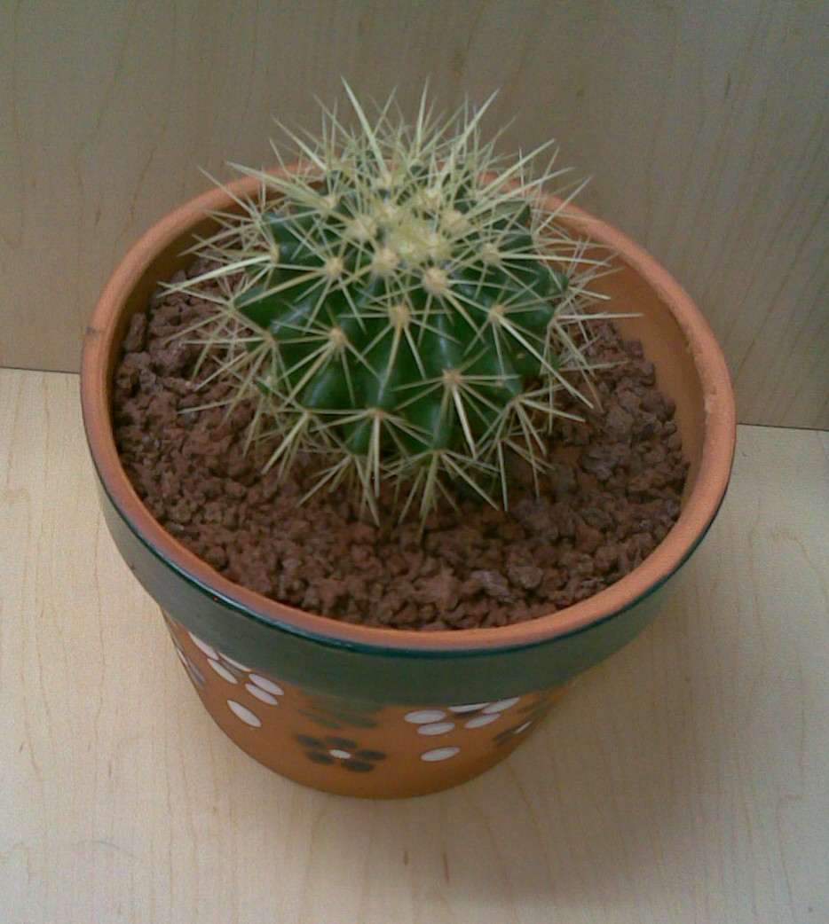 [Foto de planta, jardin, jardineria]