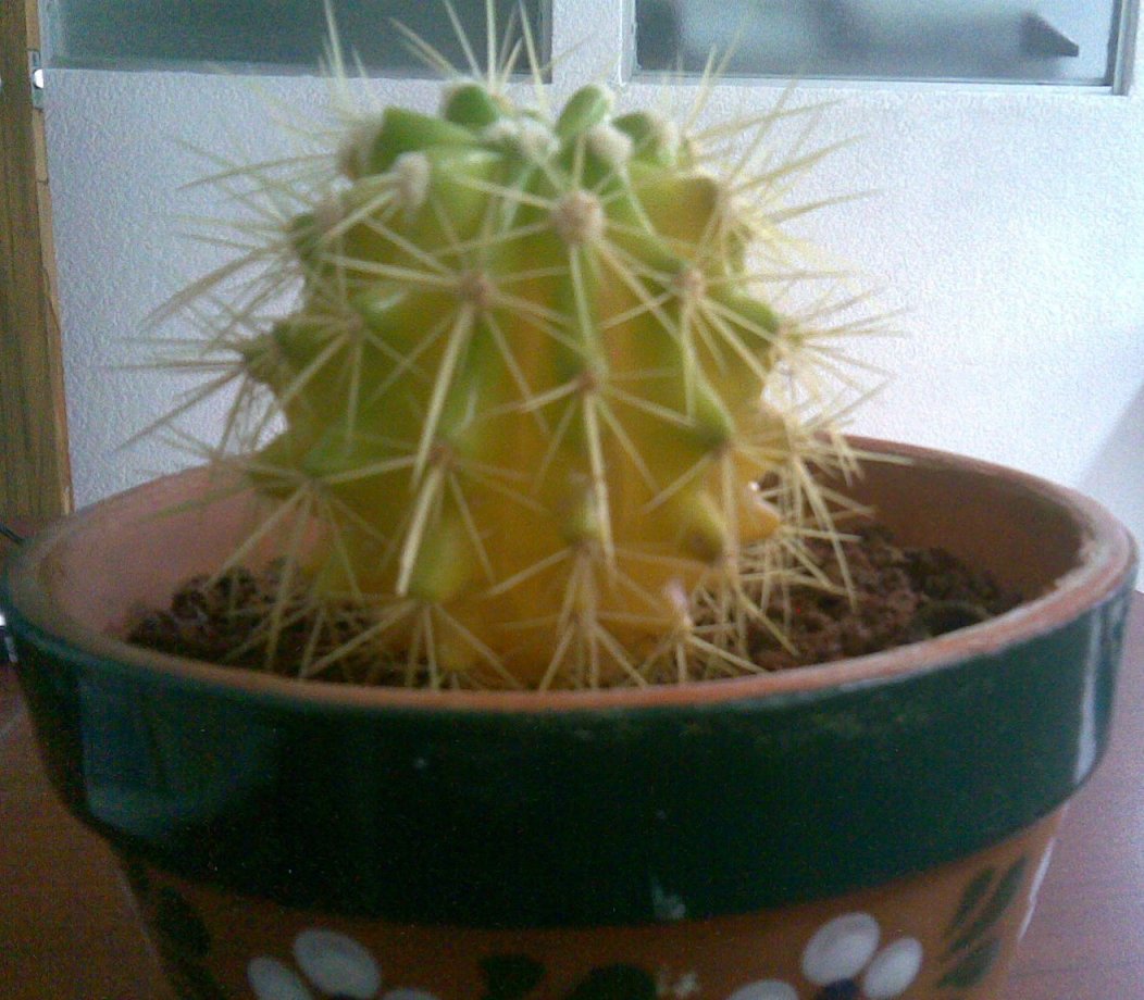 [Foto de planta, jardin, jardineria]