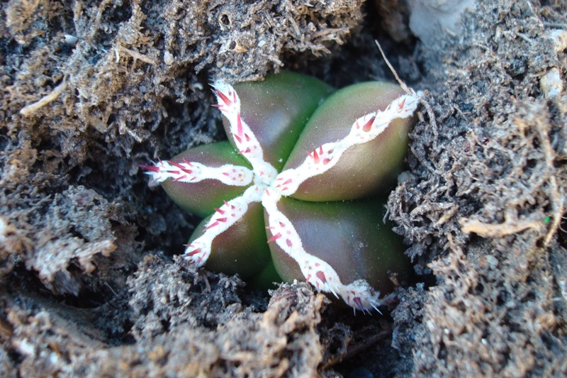 [Foto de planta, jardin, jardineria]